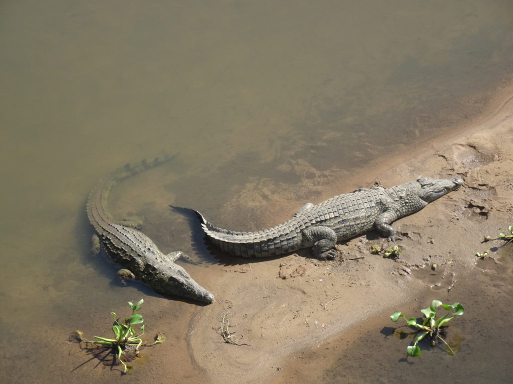 Crocodiles rivière