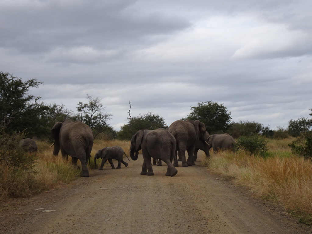 Eléphants Kruger
