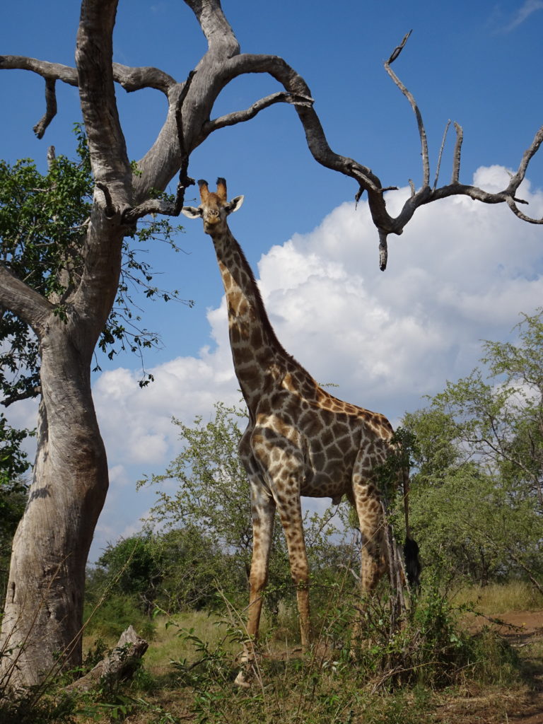 Girafe Kruger