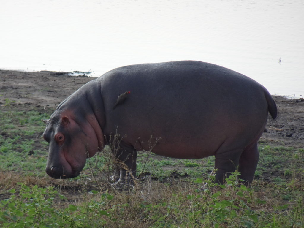 Hippopotame