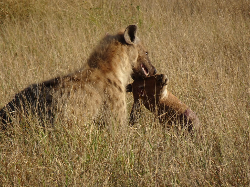 Hyène chasse