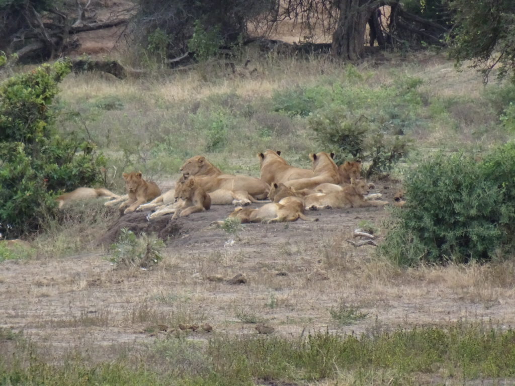 Meute lionnes