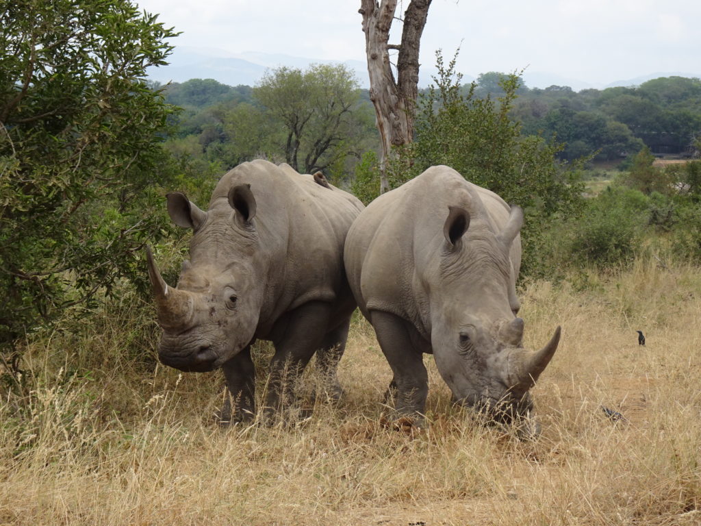 Rhinocéros Kruger