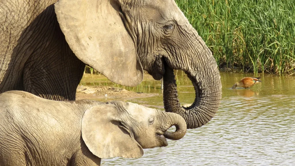 Éléphants dans le parc national d'Addo en Afrique du Sud