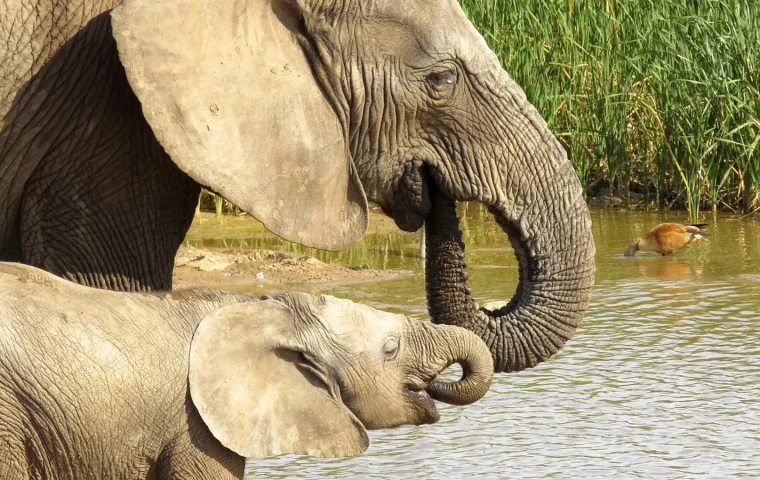 Éléphants dans le parc national d'Addo en Afrique du Sud