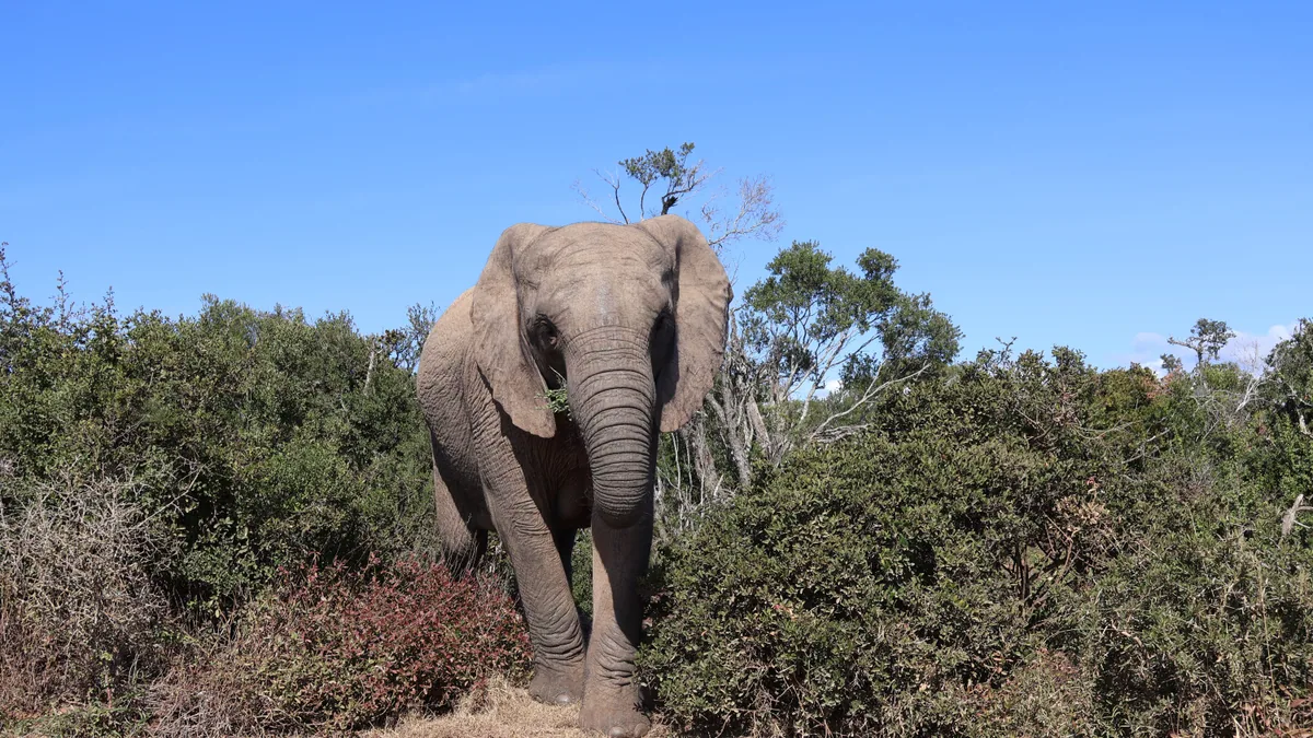 Détail du paysage et de l'étape liés à addo ou kruger