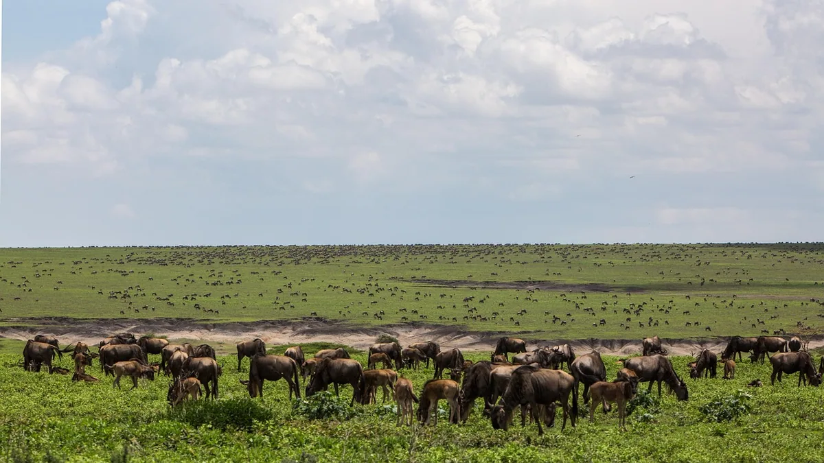 Troupeau d’herbivores dans une réserve africaine