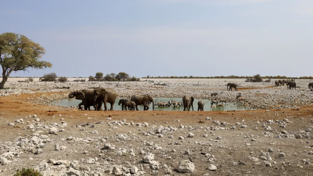Paysage de voyage associé à etosha en famille