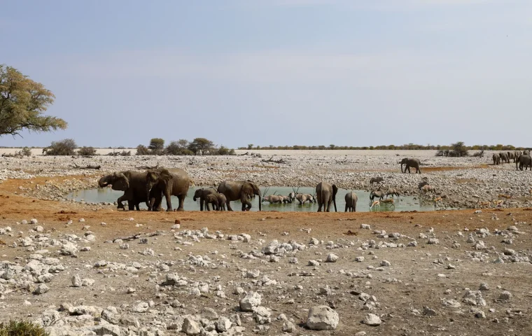 Paysage de voyage associé à etosha en famille
