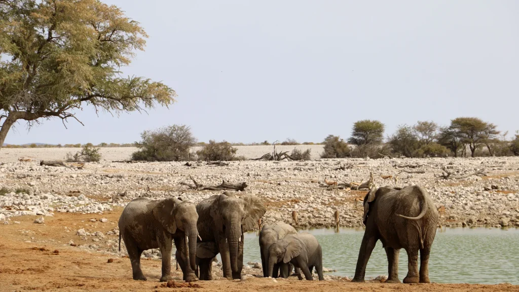 Paysage de voyage associé à damaraland etosha