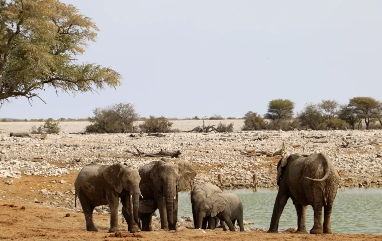 Paysage de voyage associé à damaraland etosha