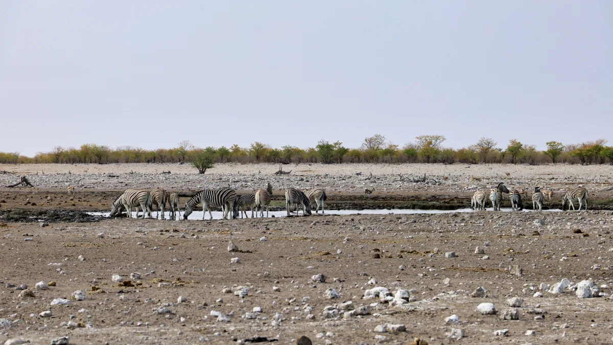 Détail du paysage et de l'étape liés à damaraland etosha