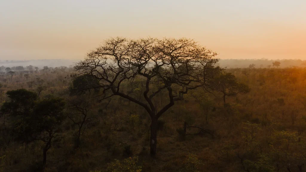 Paysage de voyage associé à paludisme parc kruger