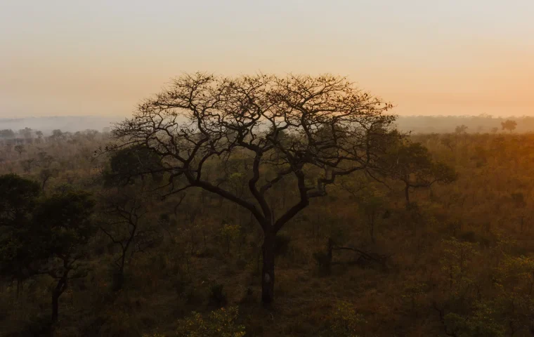 Paysage de voyage associé à paludisme parc kruger