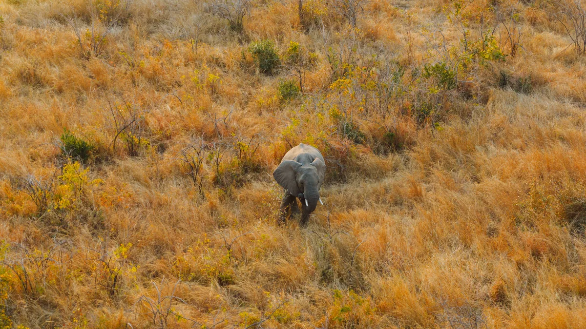 Détail du paysage et de l'étape liés à paludisme parc kruger