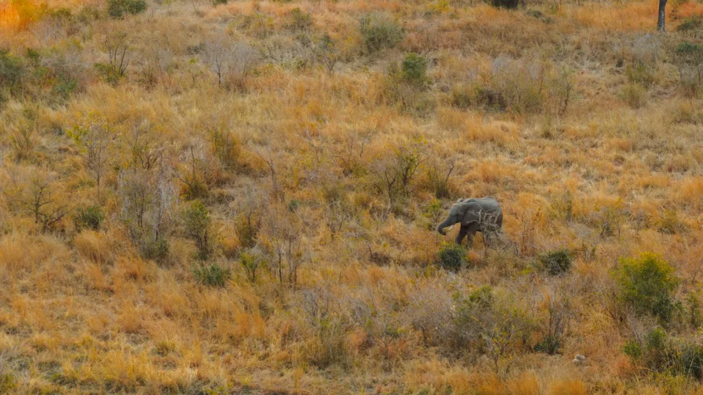 Éléphant solitaire dans la savane sèche du parc Kruger