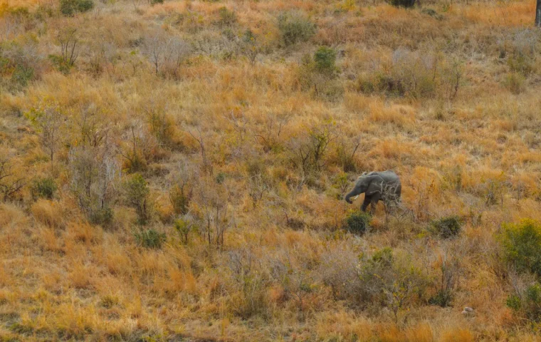 Éléphant solitaire dans la savane sèche du parc Kruger