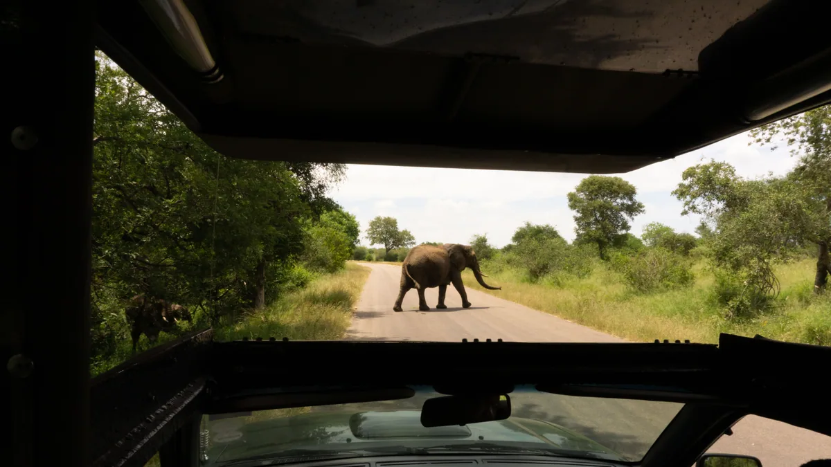 Éléphants près d'une piste dans le parc Kruger