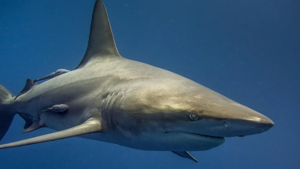 Requin nageant sous la surface de l’océan