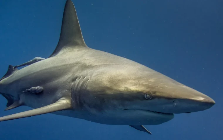 Requin nageant sous la surface de l’océan