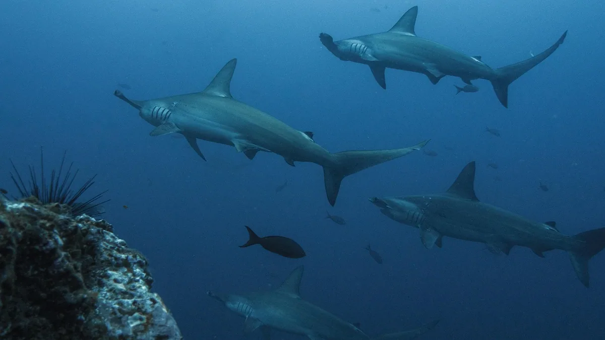 Requin observé dans les eaux sud-africaines