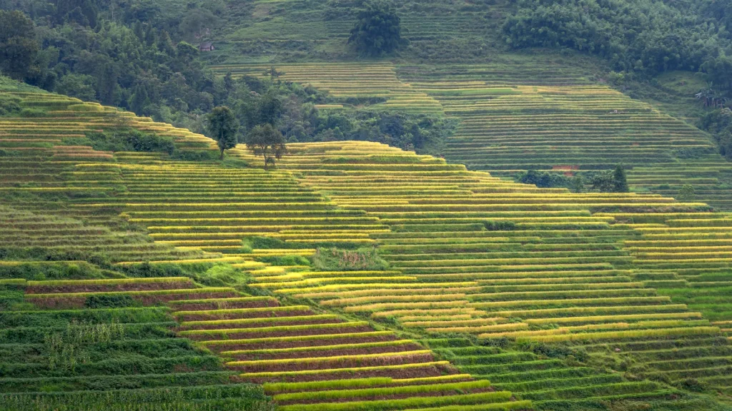 Paysage de voyage associé à longsheng chine