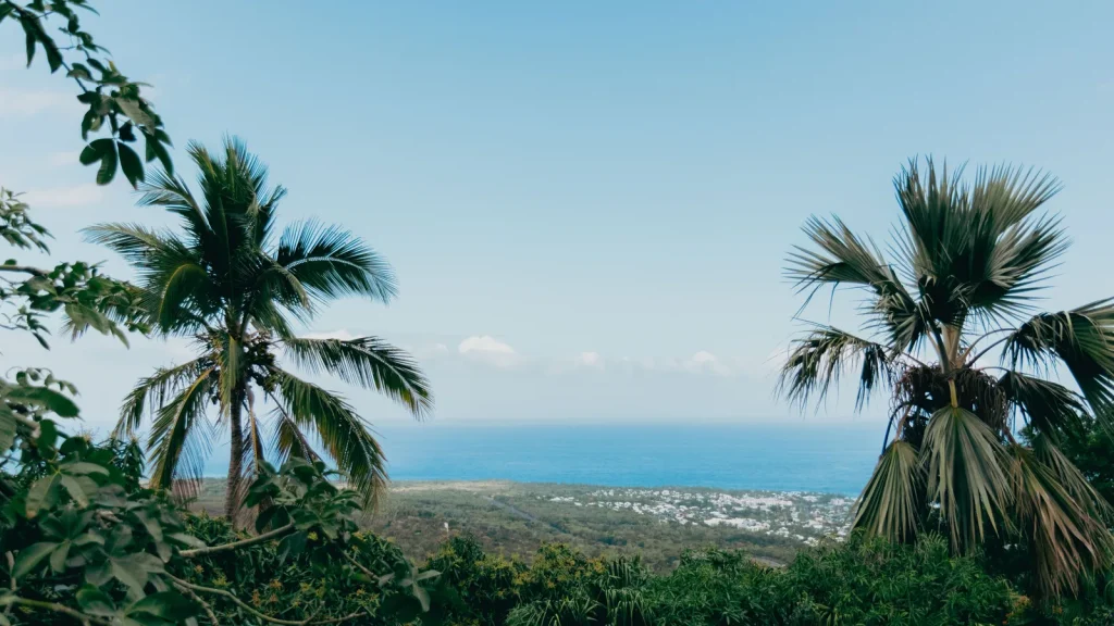 Palmiers dominant le littoral de La Réunion