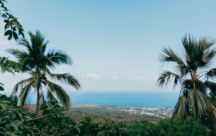 Palmiers dominant le littoral de La Réunion