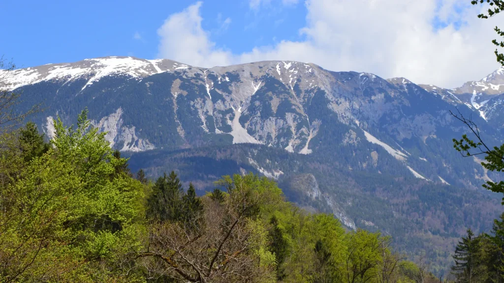 Montagnes alpines et forêt près de Bled en Slovénie