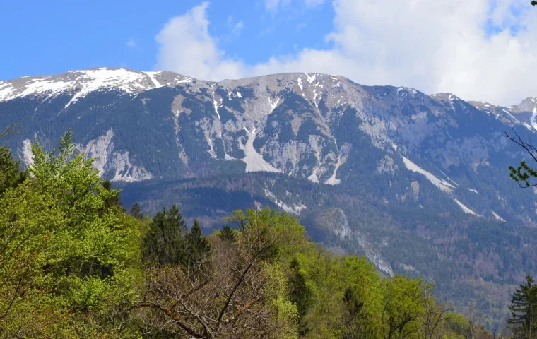 Montagnes alpines et forêt près de Bled en Slovénie