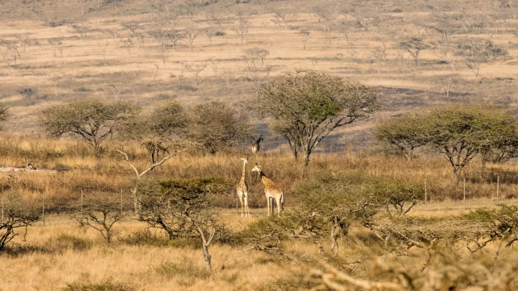 Deux girafes dans la savane sud-africaine