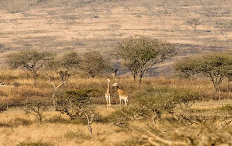 Deux girafes dans la savane sud-africaine