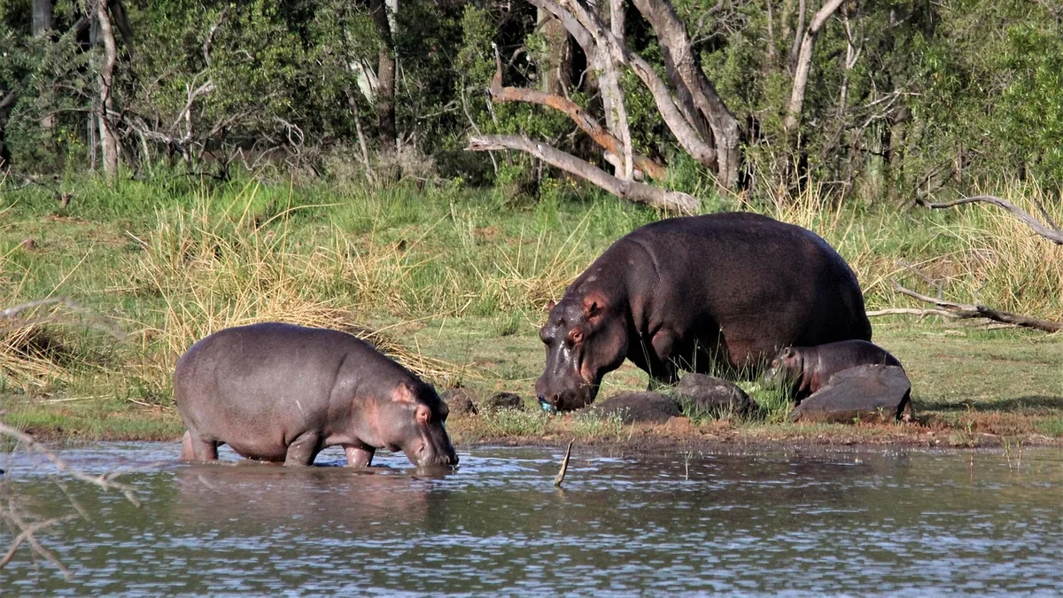 Zone humide d’iSimangaliso près de St Lucia en Afrique du Sud